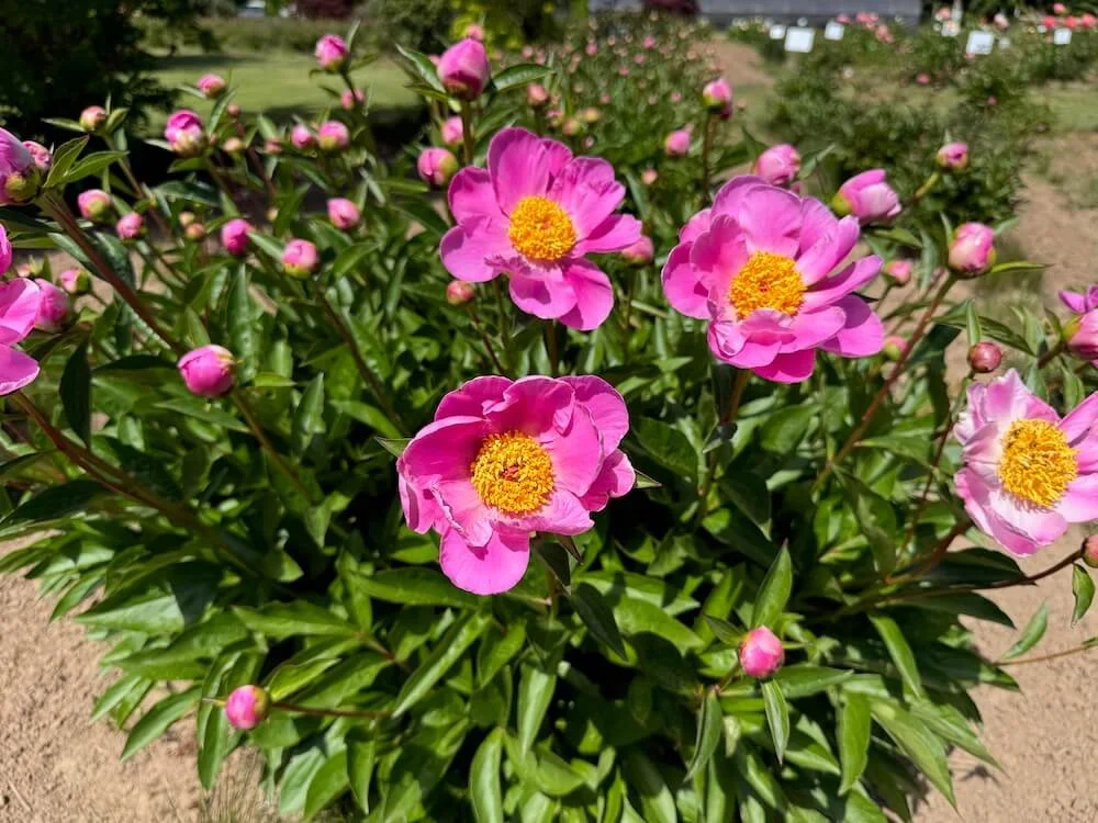 Paeonia lactiflora　2点おまとめ PAE3740.jpg?v=1698429162&width